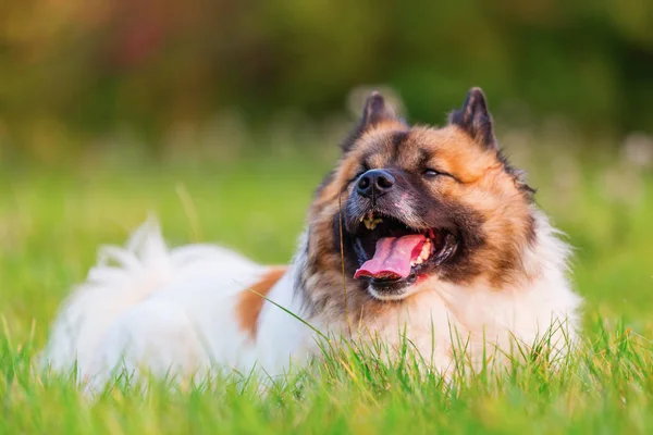 Retrato de um cão Elo bonito — Fotografia de Stock