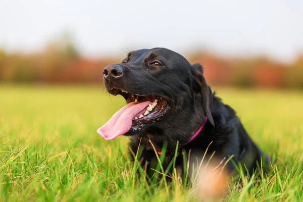 Retrato de un perro labrador negro — Foto de Stock