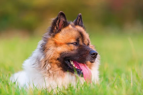 かわいいエロ犬の肖像画 — ストック写真