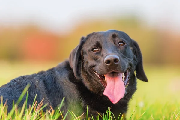 Portrait of a black labrador dog — Stock Photo, Image