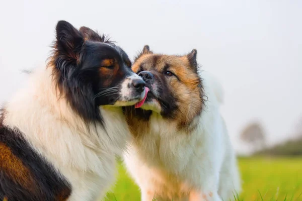 Dos perros Elo juntos al aire libre — Foto de Stock