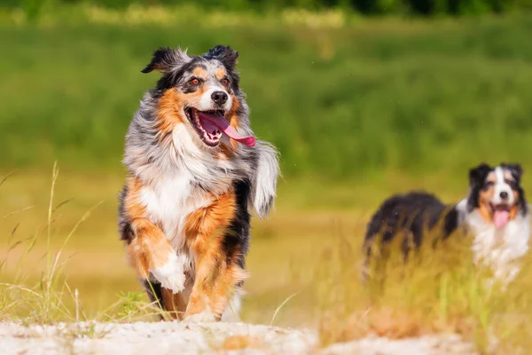 Owczarek australijski pies biegnie na zewnątrz — Zdjęcie stockowe