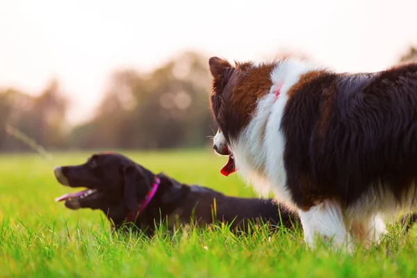 Bir çayır üzerinde iki köpek — Stok fotoğraf