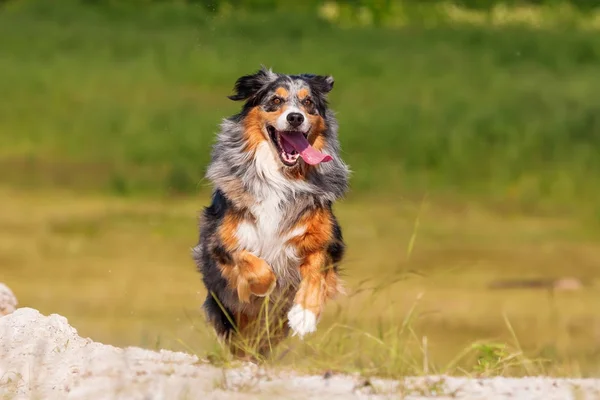 Câinele ciobănesc australian aleargă în aer liber — Fotografie, imagine de stoc