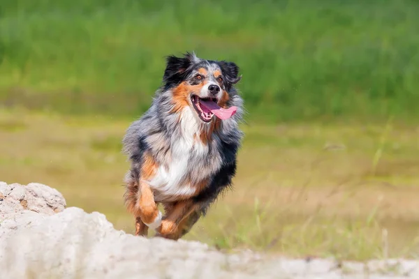 Anjing gembala Australia berjalan di luar ruangan — Stok Foto