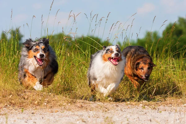 Три бегущие австралийские овчарки — стоковое фото