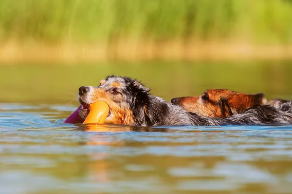 Twee honden zwemmen in een meer — Stockfoto