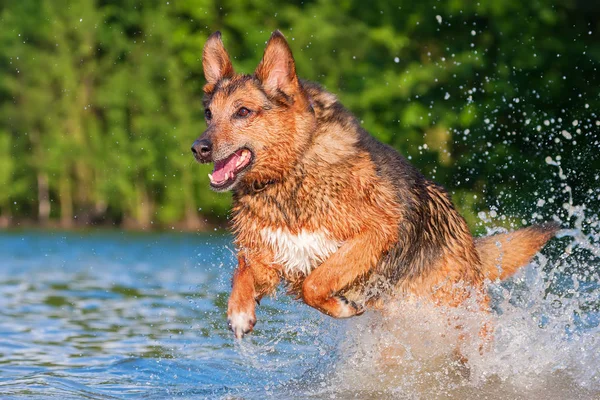 German Shepherd híbrido corre a través del agua — Foto de Stock