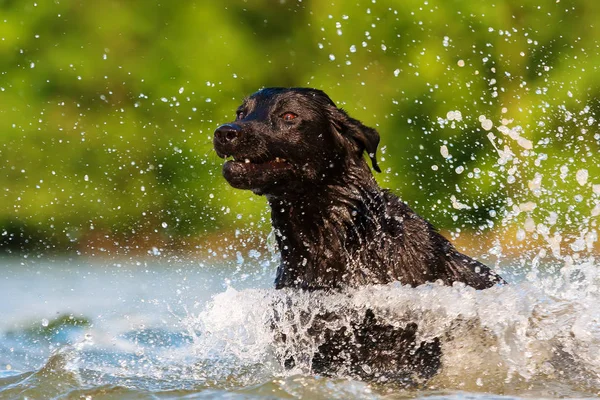 Labrador loopt door het water — Stockfoto