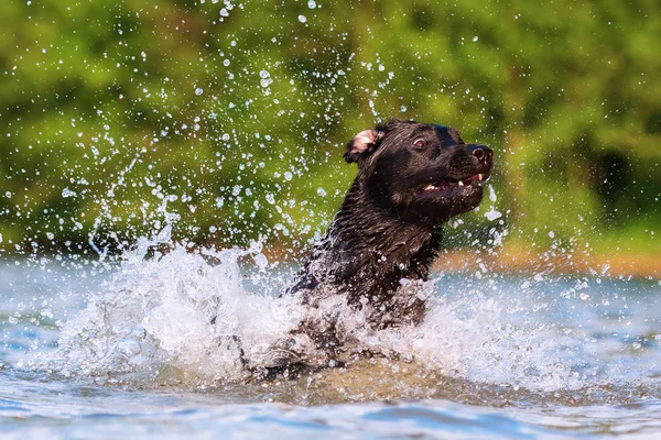 Labrador runs through the water — Stock Photo, Image