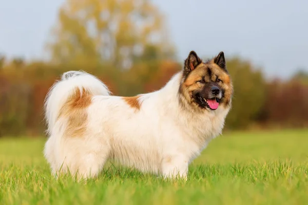 Retrato de um cão Elo bonito — Fotografia de Stock