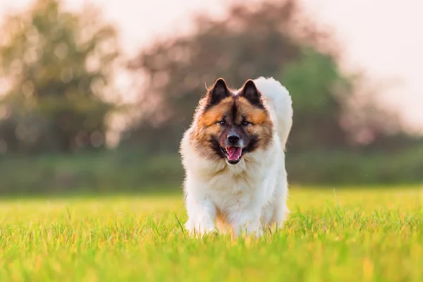 Porträt eines niedlichen elo Hundes — Stockfoto