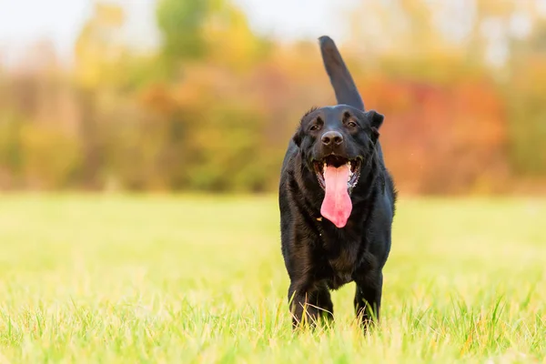 Labrador-Hund steht auf der Wiese — Stockfoto