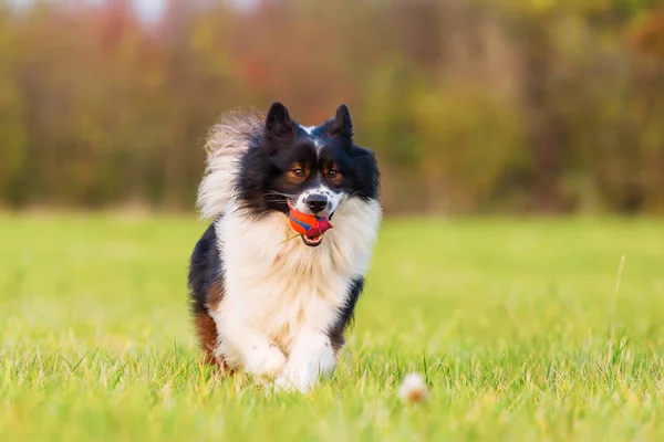 Portrait of a cute Elo dog — Stock Photo, Image