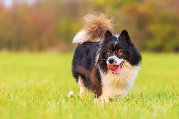Portrait of a cute Elo dog — Stock Photo, Image
