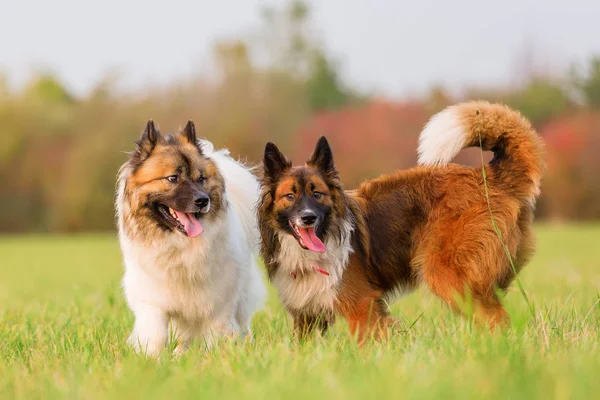 To Elo hunde sammen udendørs - Stock-foto