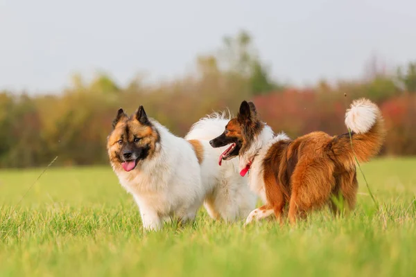 Iki Elo köpekler birlikte açık havada — Stok fotoğraf