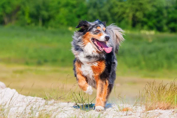 Australian Shepherd cão corre ao ar livre — Fotografia de Stock