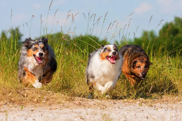 Three running Australian Shepherd dogs — Stock Photo, Image