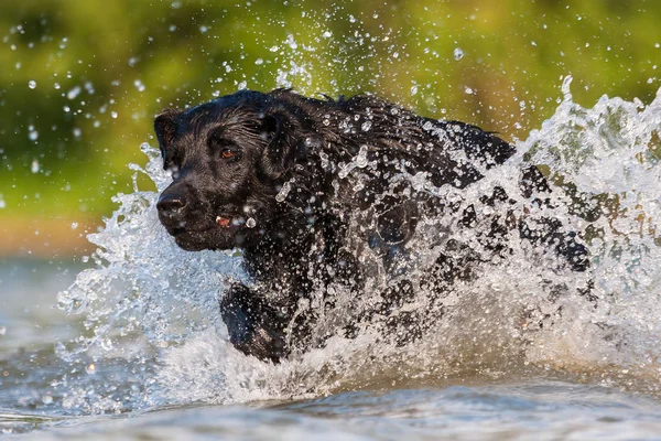 Лабрадор бежит по воде — стоковое фото