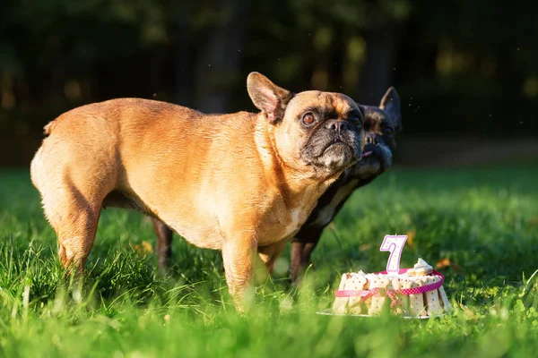 french bulldog eating from a birthday cake