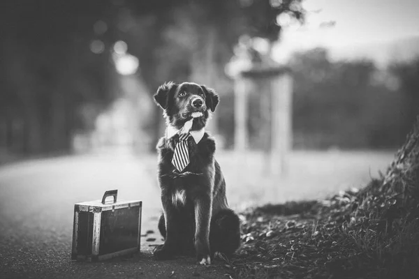 Australian Shepherd dog with a tie and a suitcase beside — Stock Photo, Image