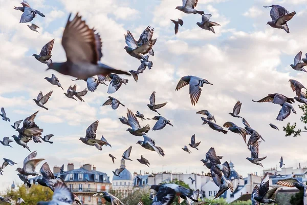 Bandada de palomas en París, Francia — Foto de Stock