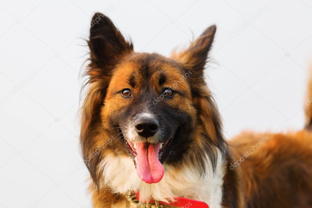 Porträt von einem niedlichen EloHund — Stockfoto © Madrabothair 173321496