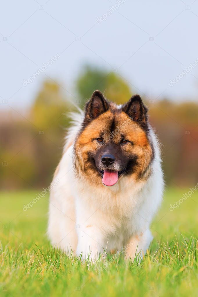Porträt von einem niedlichen EloHund — Stockfoto © Madrabothair 173325320