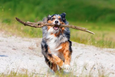 Avustralya çoban köpeği açık havada çalışır