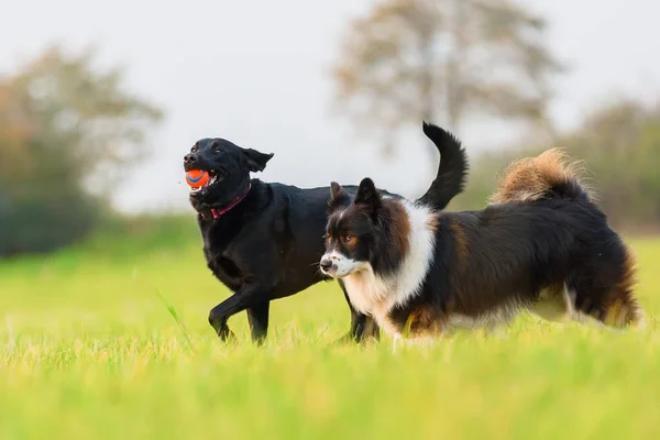 Elo y labrador corren por el prado — Foto de Stock