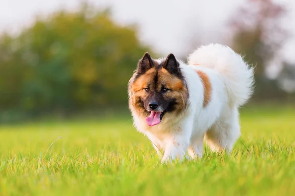 Porträtt av en söt Elo-hund — Stockfoto