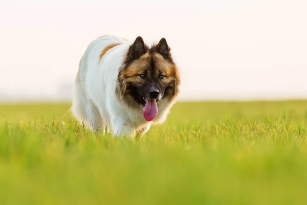 Retrato de um cão Elo bonito — Fotografia de Stock