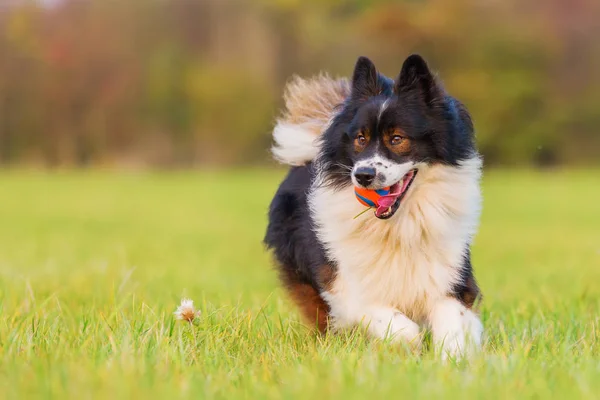 エロ犬は草原の上走る — ストック写真