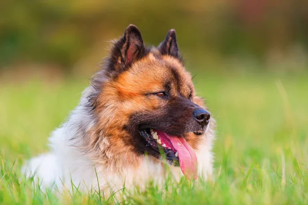 Ritratto di un simpatico cane Elo — Foto Stock