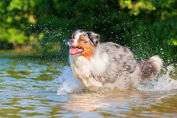 Australian Shepherd loopt door het water — Stockfoto