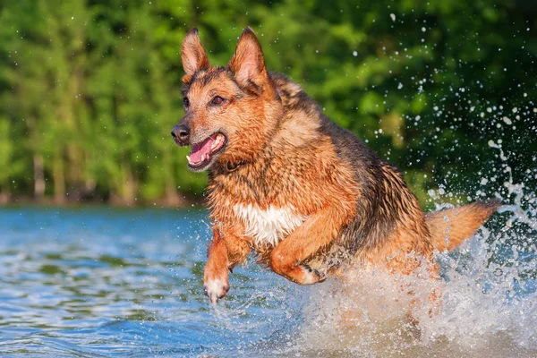 Duitse herder hybride wordt uitgevoerd door het water — Stockfoto