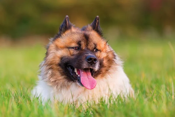 Portrait of a cute Elo dog Royalty Free Stock Photos