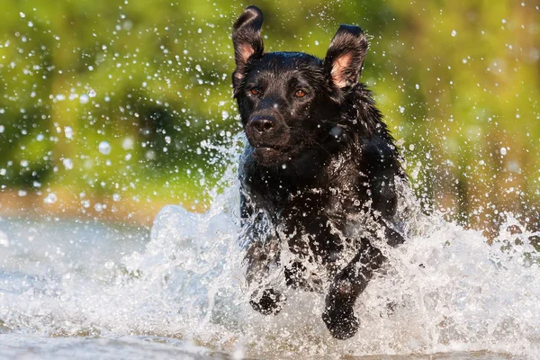 Лабрадор бежит по воде — стоковое фото