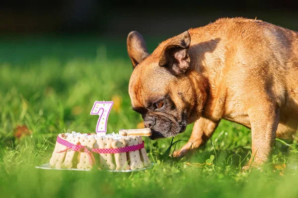 french bulldog eating from a birthday cake