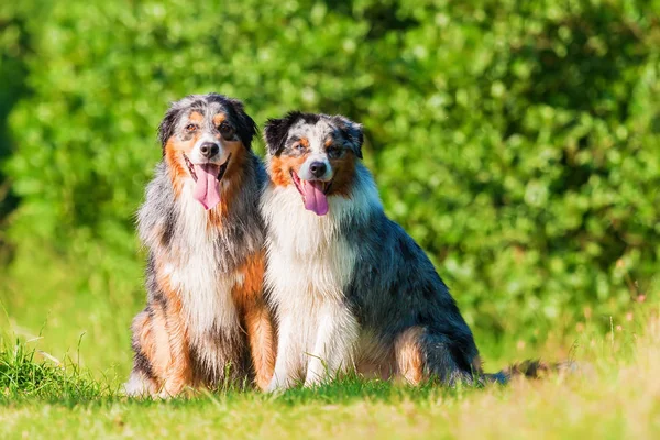 Retrato de dois cães pastores australianos — Fotografia de Stock