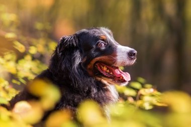 Bernese dağ köpeği sonbahar ormanda