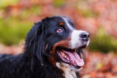 Bernese dağ köpeği ile arka planda sonbahar renkleri