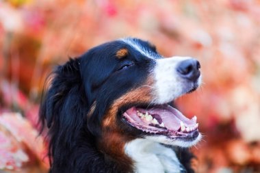Bernese dağ köpeği ile arka planda sonbahar renkleri