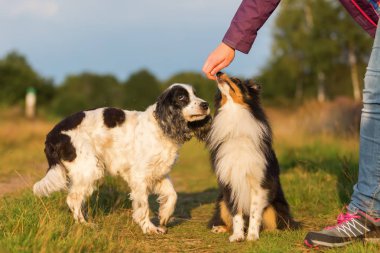 kadın bir sığınak ve yavru horoz İspanyol bir tedavi verir