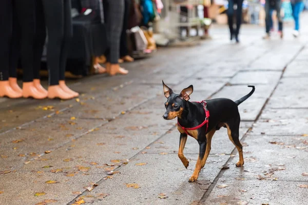 Pinscher hond lopen op een winkelen weg — Stockfoto