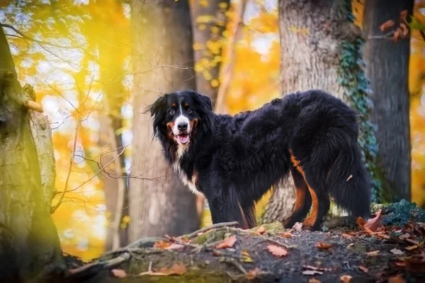 Bernese 山狗在秋天森林里 — 图库照片