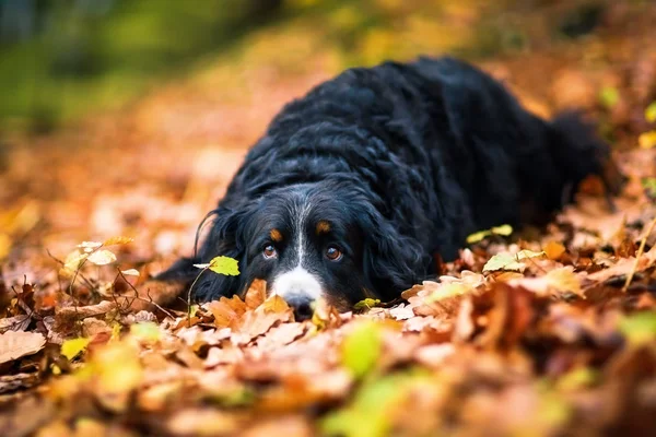 Bernese 山狗在秋天森林里 — 图库照片