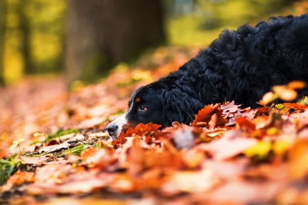 Bernese 山狗在秋天森林里 — 图库照片