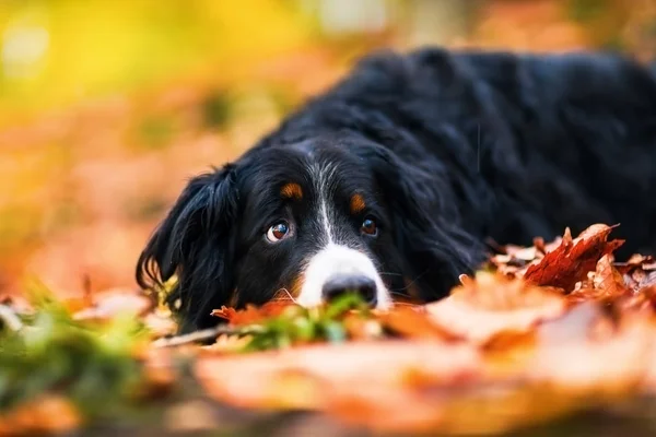 Бернський гірська собака в осінньому лісі — стокове фото